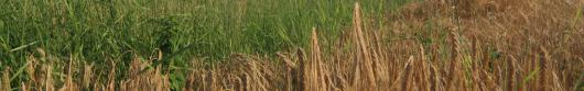 Agricoltura Agricoltura