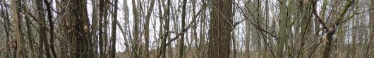 Richieste di accertamento soprassuolo boscato Richieste di accertamento soprassuolo boscato
