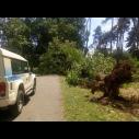 Cinquecento alberi abbattuti nel Parco di Monza dal maltempo